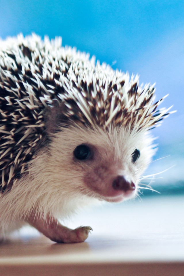 Das Cute Hedgehog Wallpaper 640x960