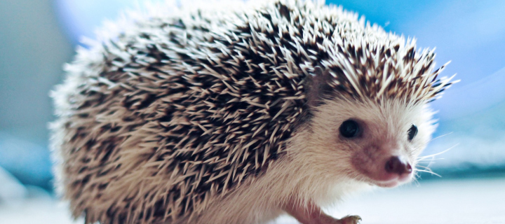 Fondo de pantalla Cute Hedgehog 720x320
