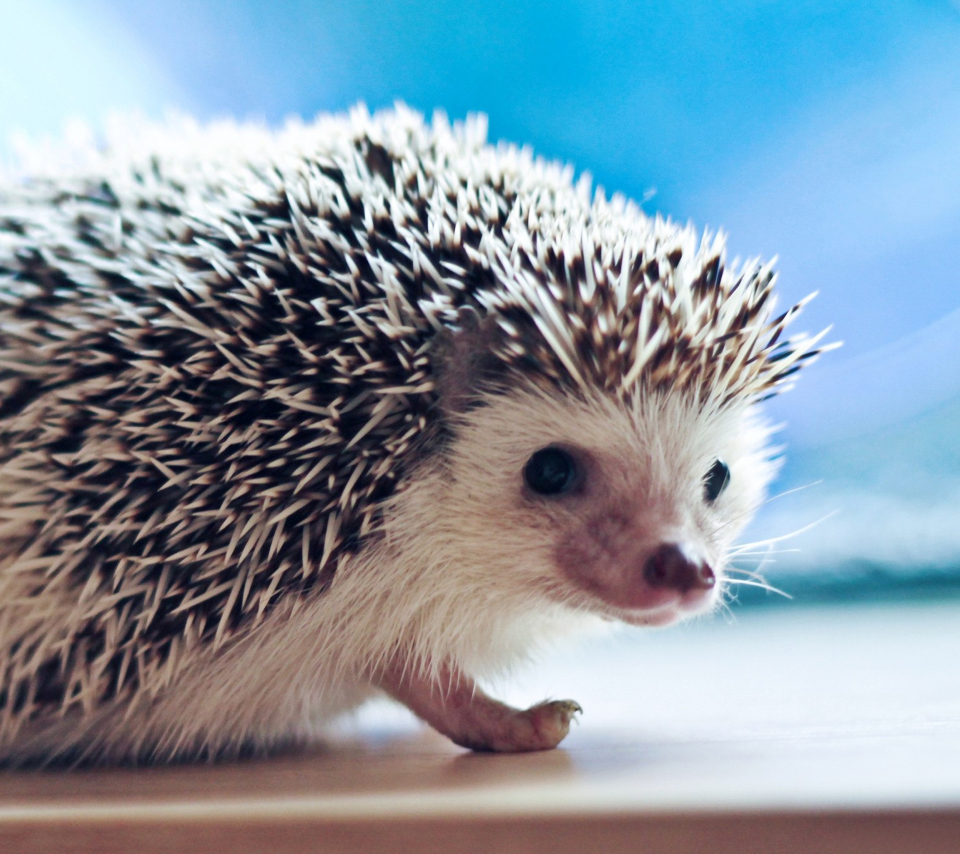 Das Cute Hedgehog Wallpaper 960x854
