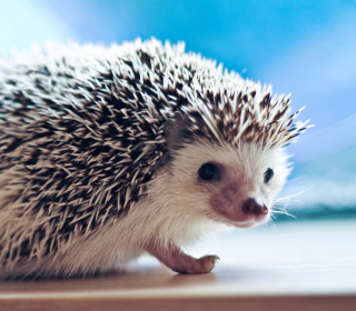 Kostenloses Cute Hedgehog Wallpaper für 1024x1024