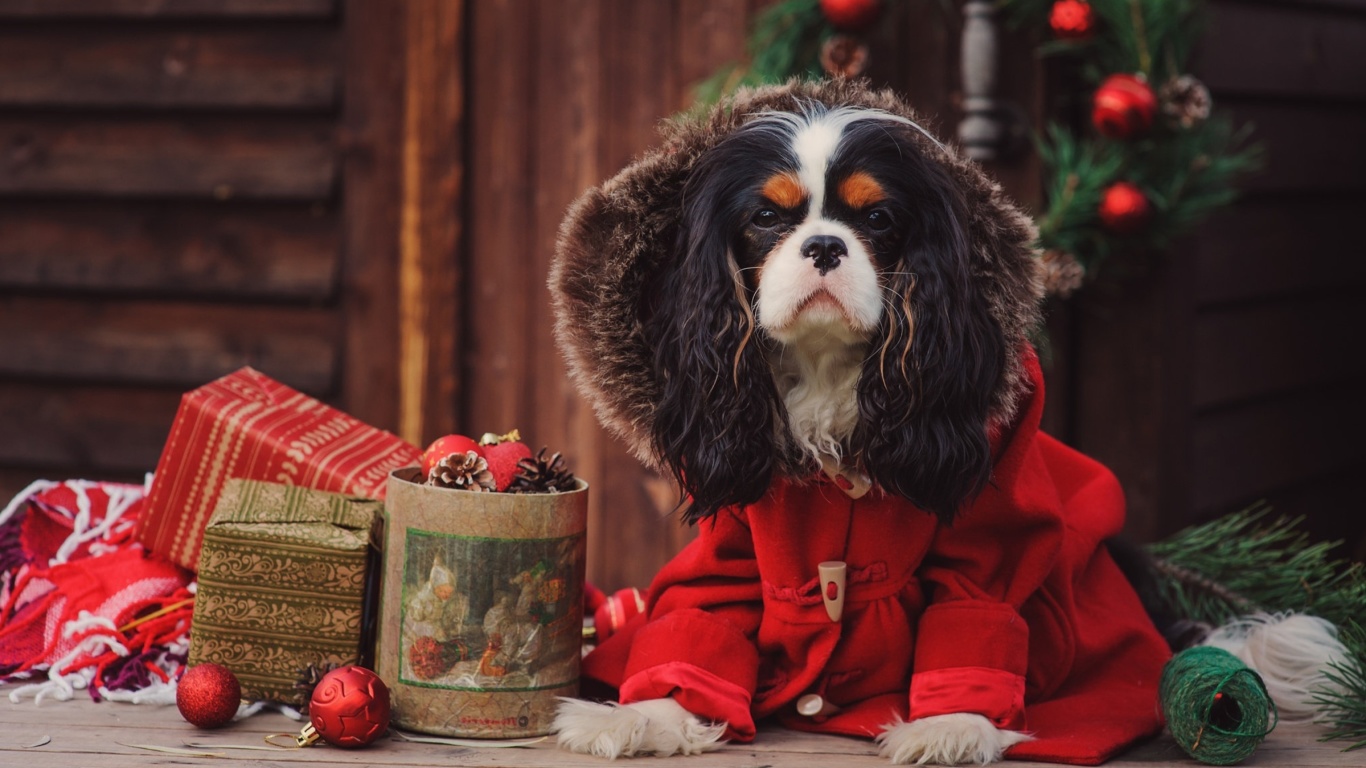 Обои Dog Cavalier King Charles Spaniel in Christmas Costume 1366x768