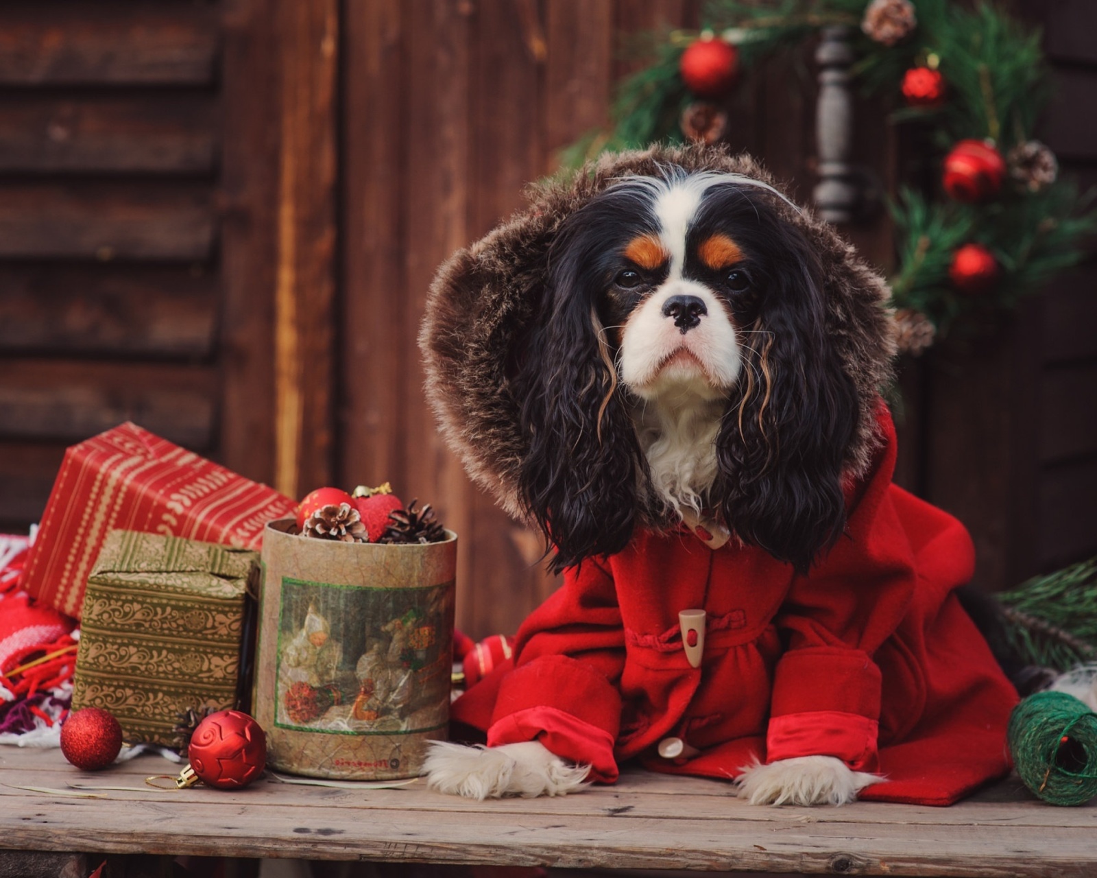 Das Dog Cavalier King Charles Spaniel in Christmas Costume Wallpaper 1600x1280