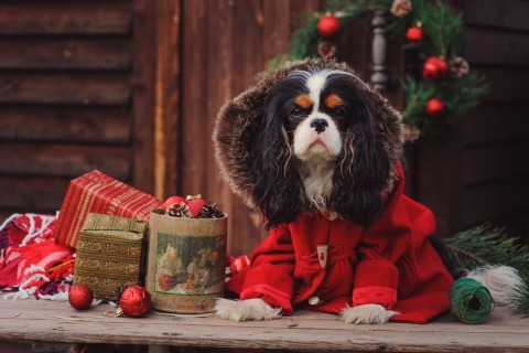 Das Dog Cavalier King Charles Spaniel in Christmas Costume Wallpaper 480x320