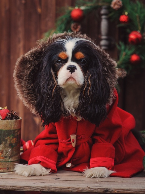 Dog Cavalier King Charles Spaniel in Christmas Costume wallpaper 480x640