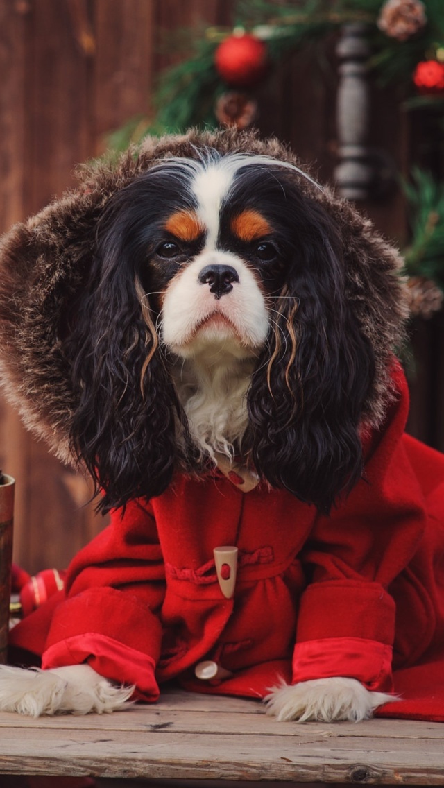 Dog Cavalier King Charles Spaniel in Christmas Costume wallpaper 640x1136