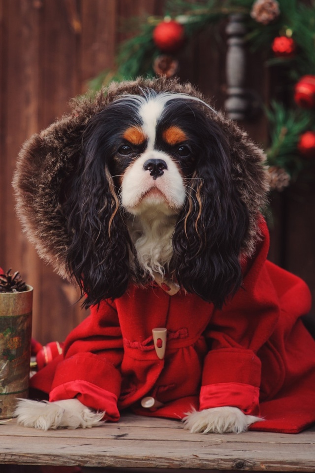 Dog Cavalier King Charles Spaniel in Christmas Costume wallpaper 640x960