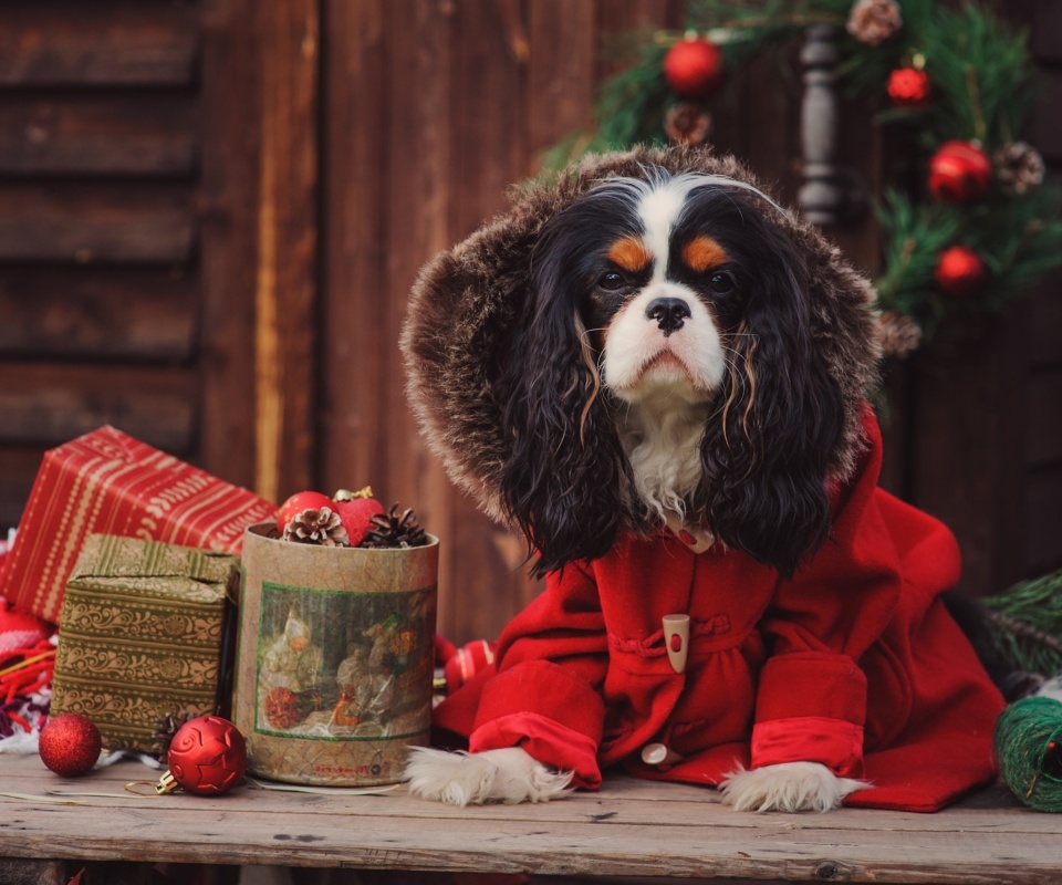 Обои Dog Cavalier King Charles Spaniel in Christmas Costume 960x800