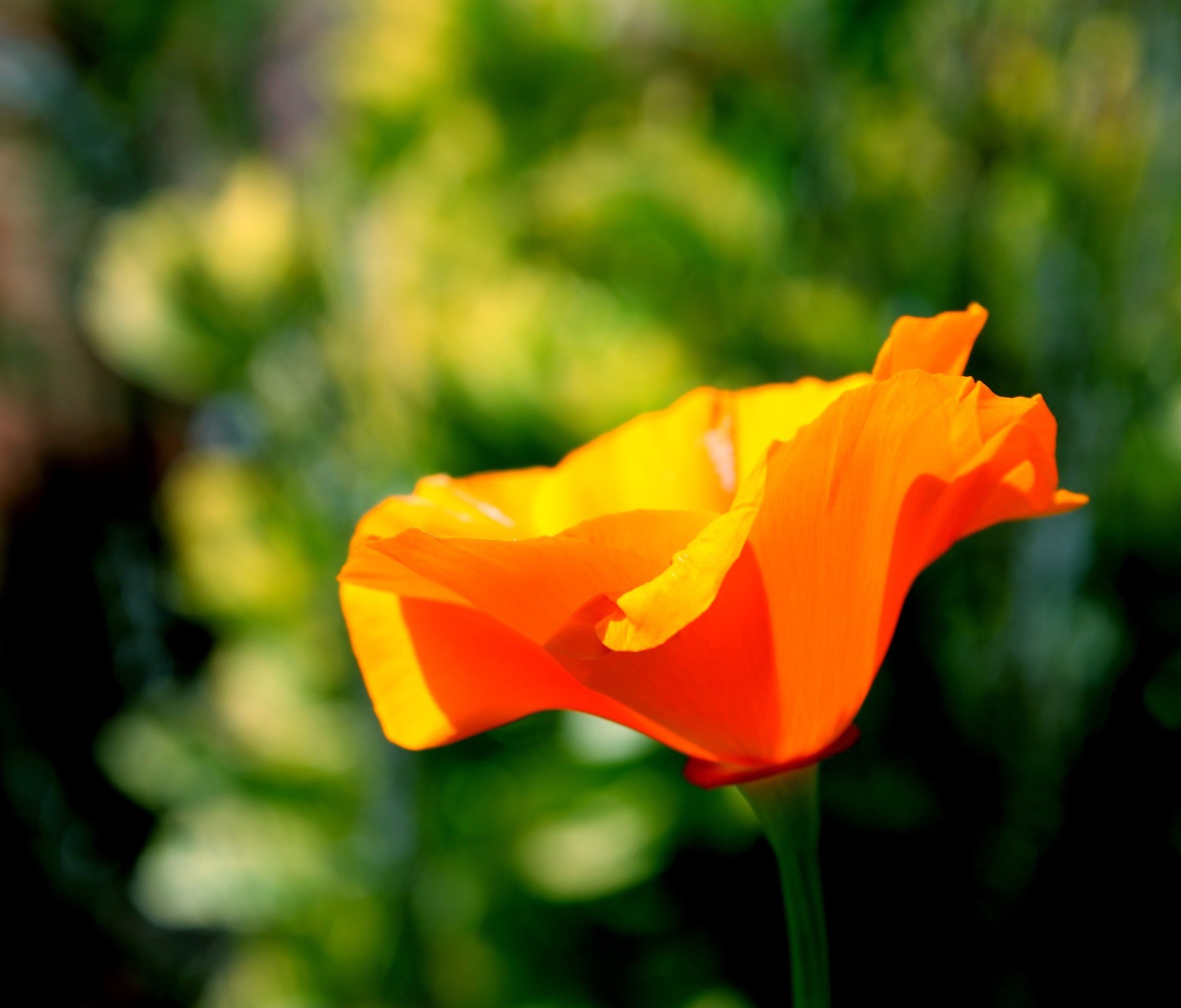 Обои Orange Bokeh Flower 1200x1024