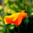Fondo de pantalla Orange Bokeh Flower 128x128