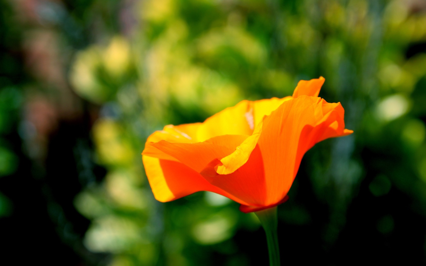 Screenshot №1 pro téma Orange Bokeh Flower 1440x900