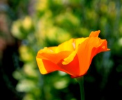 Fondo de pantalla Orange Bokeh Flower 176x144