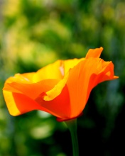 Обои Orange Bokeh Flower 176x220