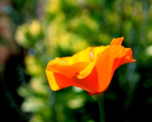 Sfondi Orange Bokeh Flower 220x176