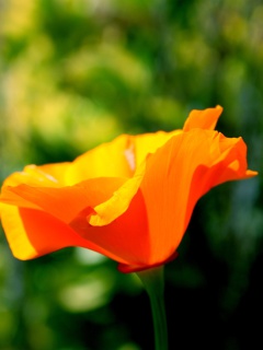 Fondo de pantalla Orange Bokeh Flower 240x320