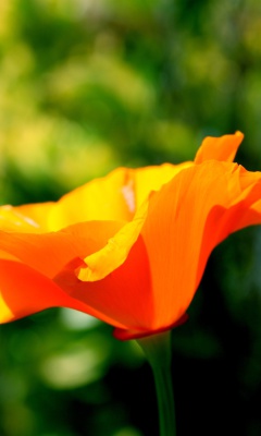 Обои Orange Bokeh Flower 240x400