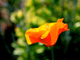 Sfondi Orange Bokeh Flower 320x240