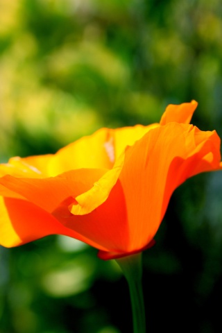 Fondo de pantalla Orange Bokeh Flower 320x480