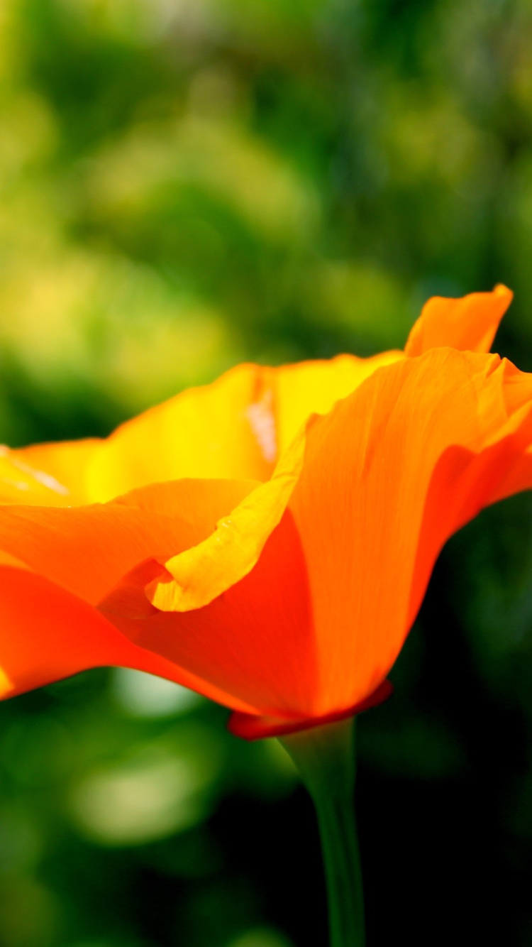 Sfondi Orange Bokeh Flower 750x1334