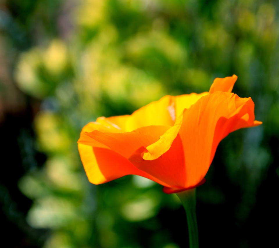 Sfondi Orange Bokeh Flower 960x854