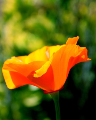 Orange Bokeh Flower - Obrázkek zdarma pro Nokia C1-01