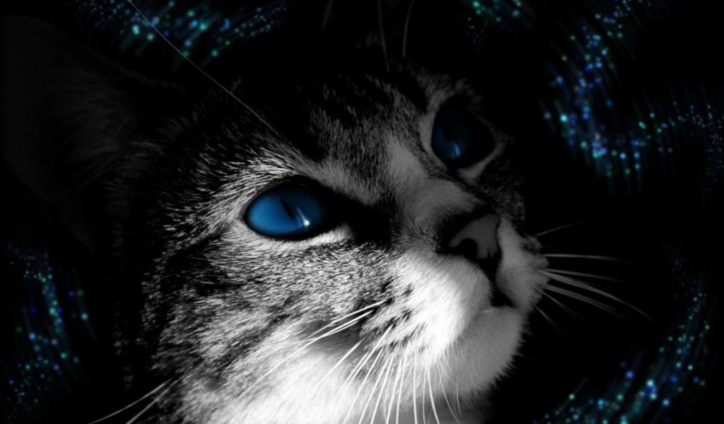 Blue Eyed Cat wallpaper 1024x600