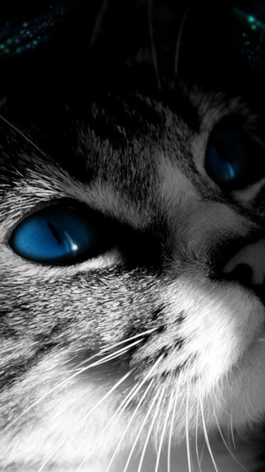 Blue Eyed Cat wallpaper 1080x1920