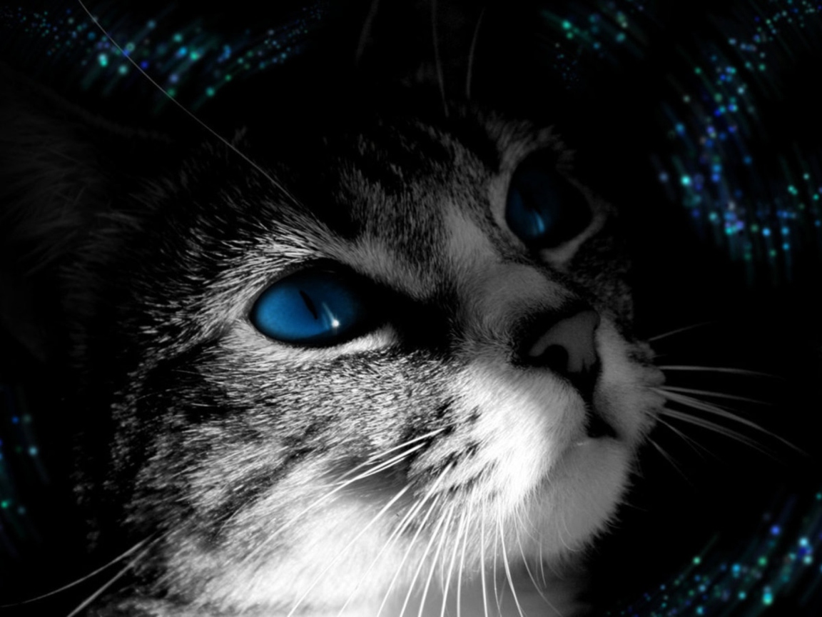 Обои Blue Eyed Cat 1152x864