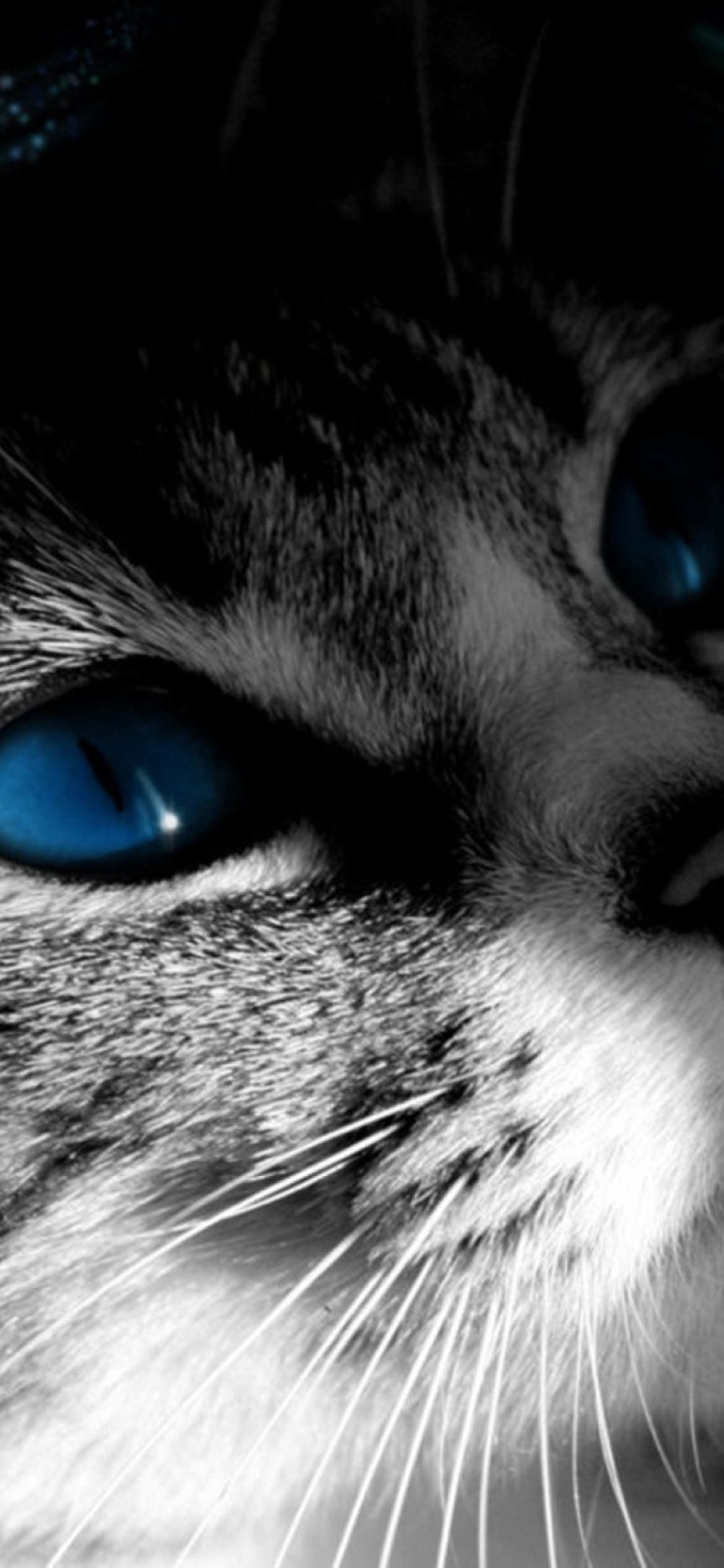 Das Blue Eyed Cat Wallpaper 1170x2532