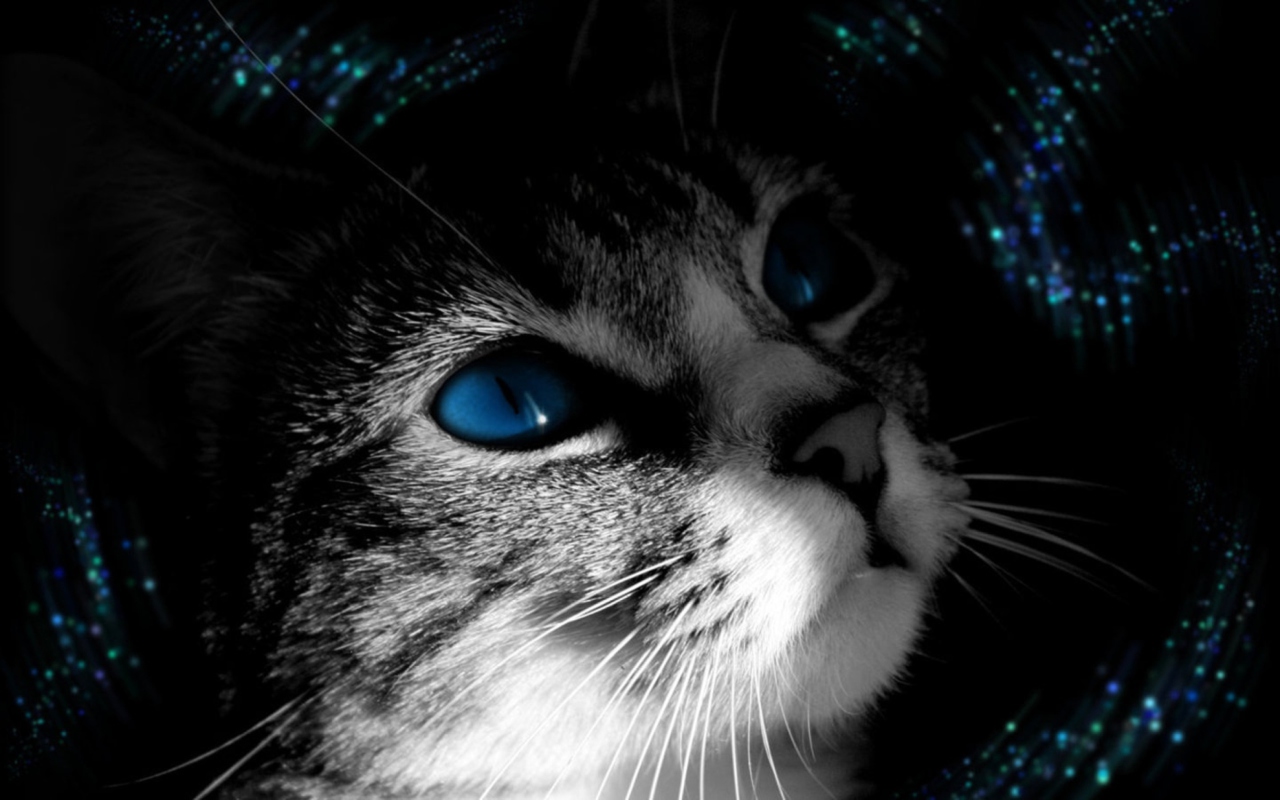 Fondo de pantalla Blue Eyed Cat 1280x800