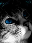 Blue Eyed Cat wallpaper 132x176