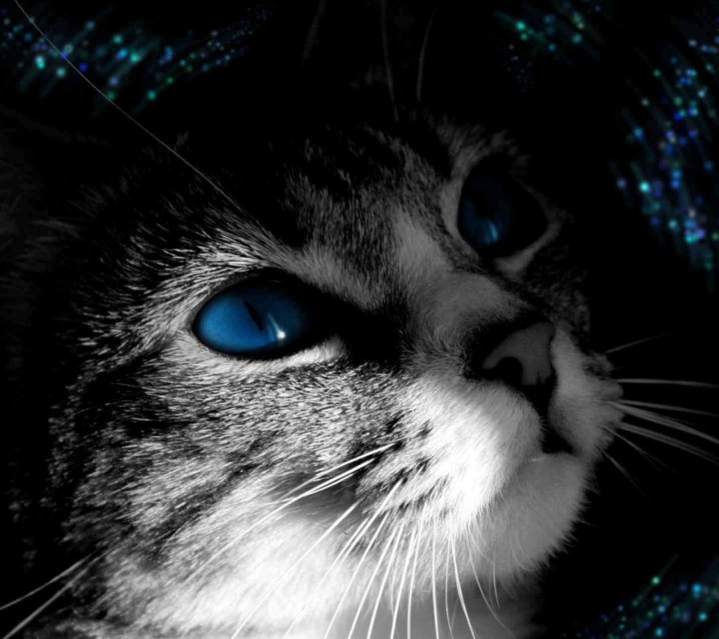 Fondo de pantalla Blue Eyed Cat 1440x1280