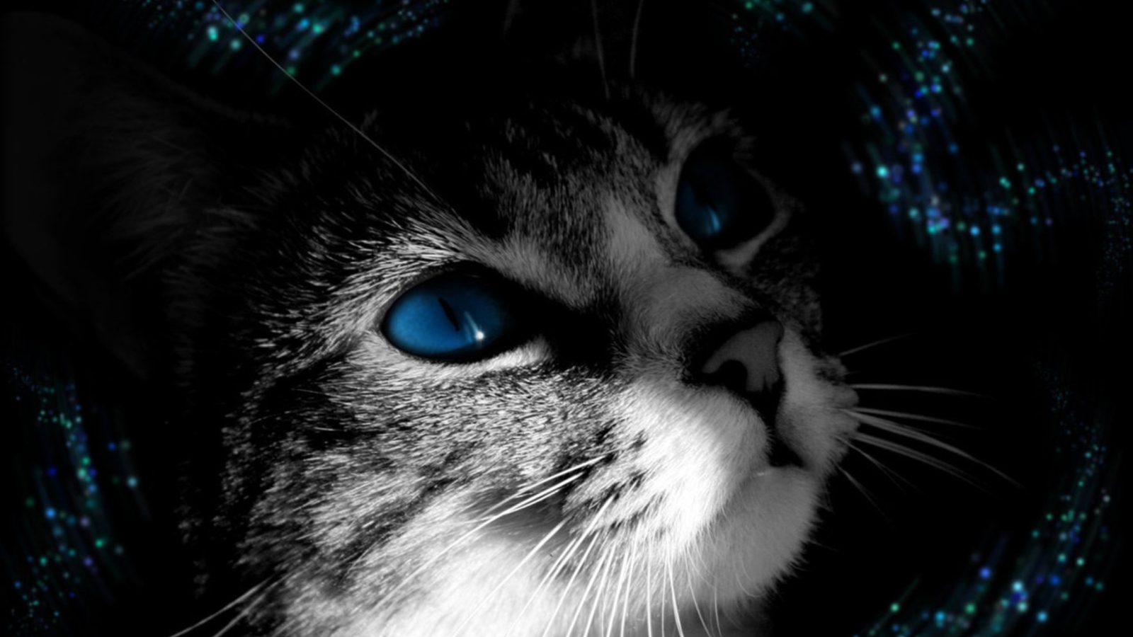 Fondo de pantalla Blue Eyed Cat 1600x900