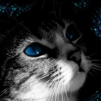 Fondo de pantalla Blue Eyed Cat 208x208