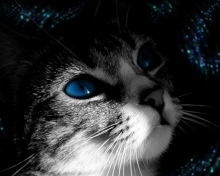 Обои Blue Eyed Cat 220x176