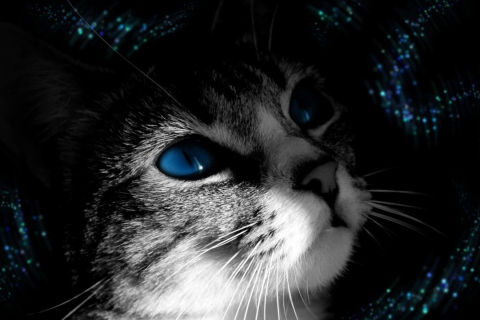 Screenshot №1 pro téma Blue Eyed Cat 480x320