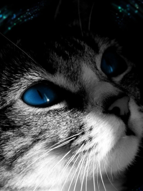 Blue Eyed Cat wallpaper 480x640