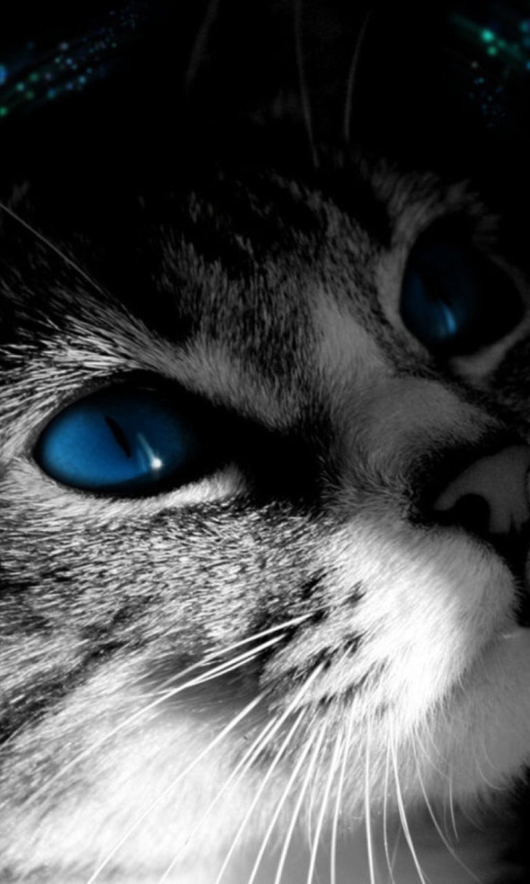 Das Blue Eyed Cat Wallpaper 768x1280