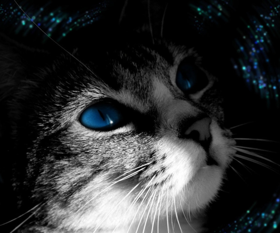Обои Blue Eyed Cat 960x800
