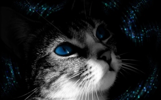 Free Blue Eyed Cat Picture for Android, iPhone and iPad
