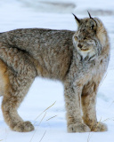 Обои Canada Lynx 128x160