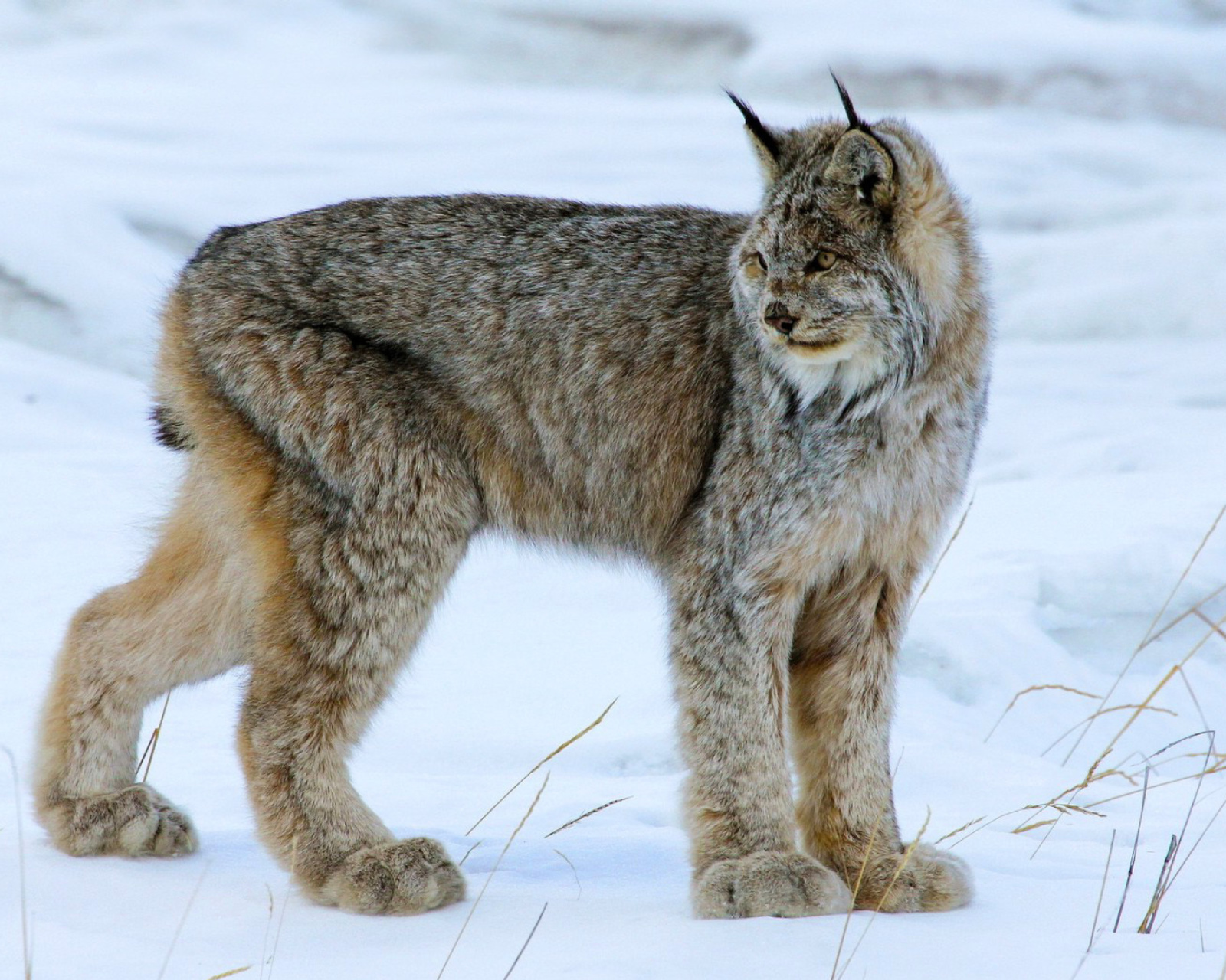 Обои Canada Lynx 1600x1280