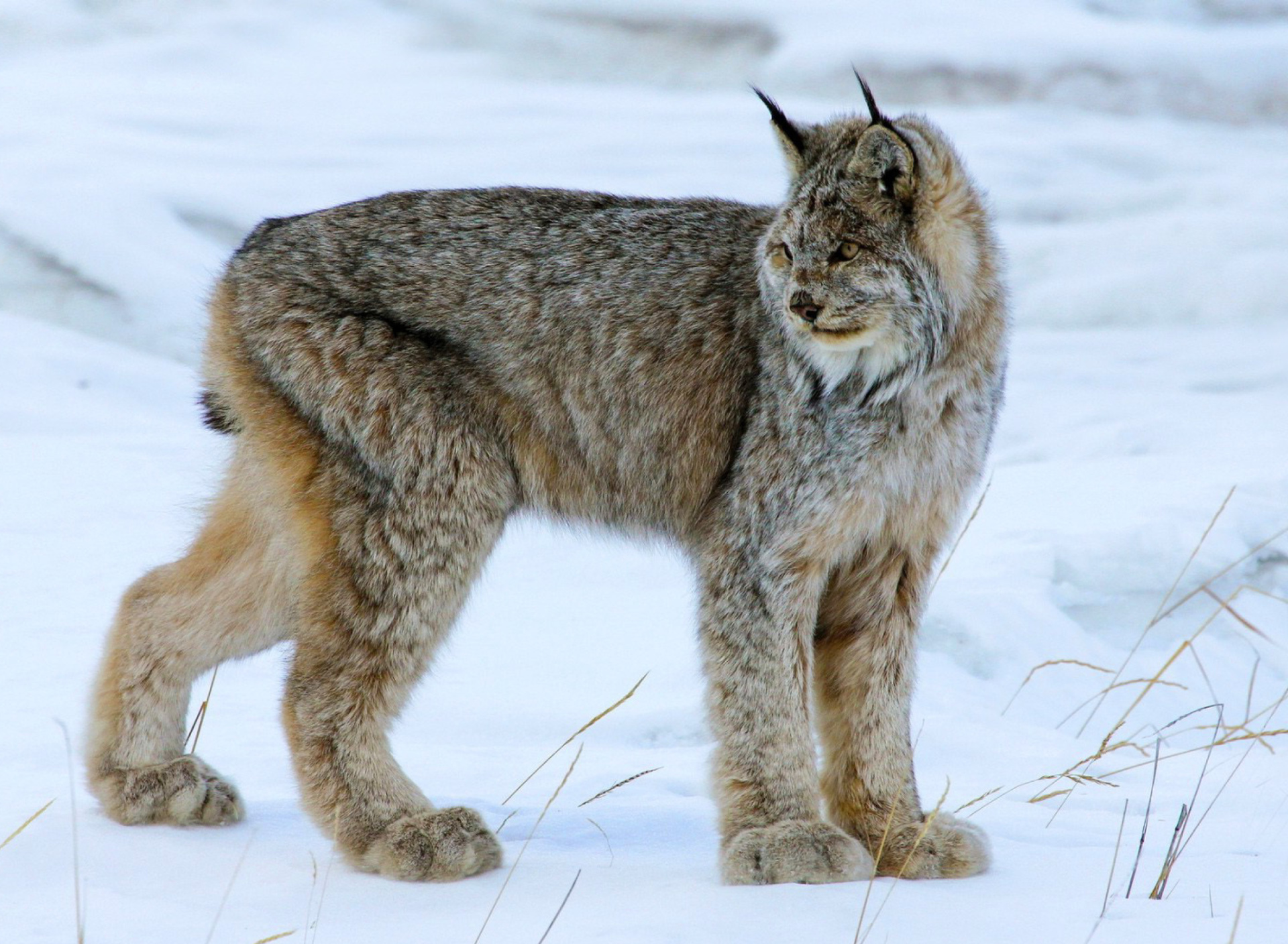 Обои Canada Lynx 1920x1408
