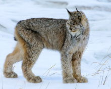 Обои Canada Lynx 220x176