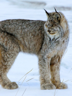 Canada Lynx screenshot #1 240x320