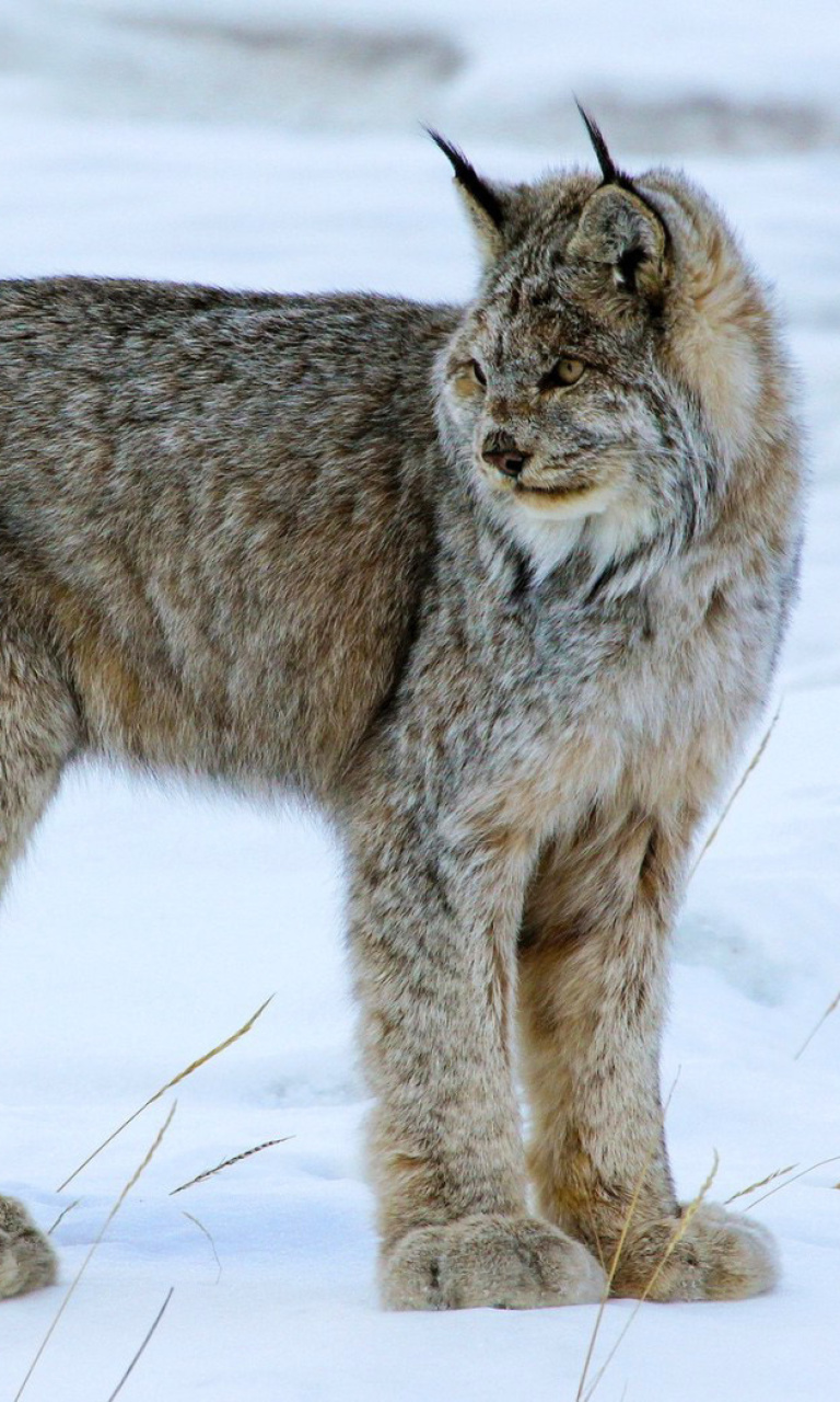 Sfondi Canada Lynx 768x1280