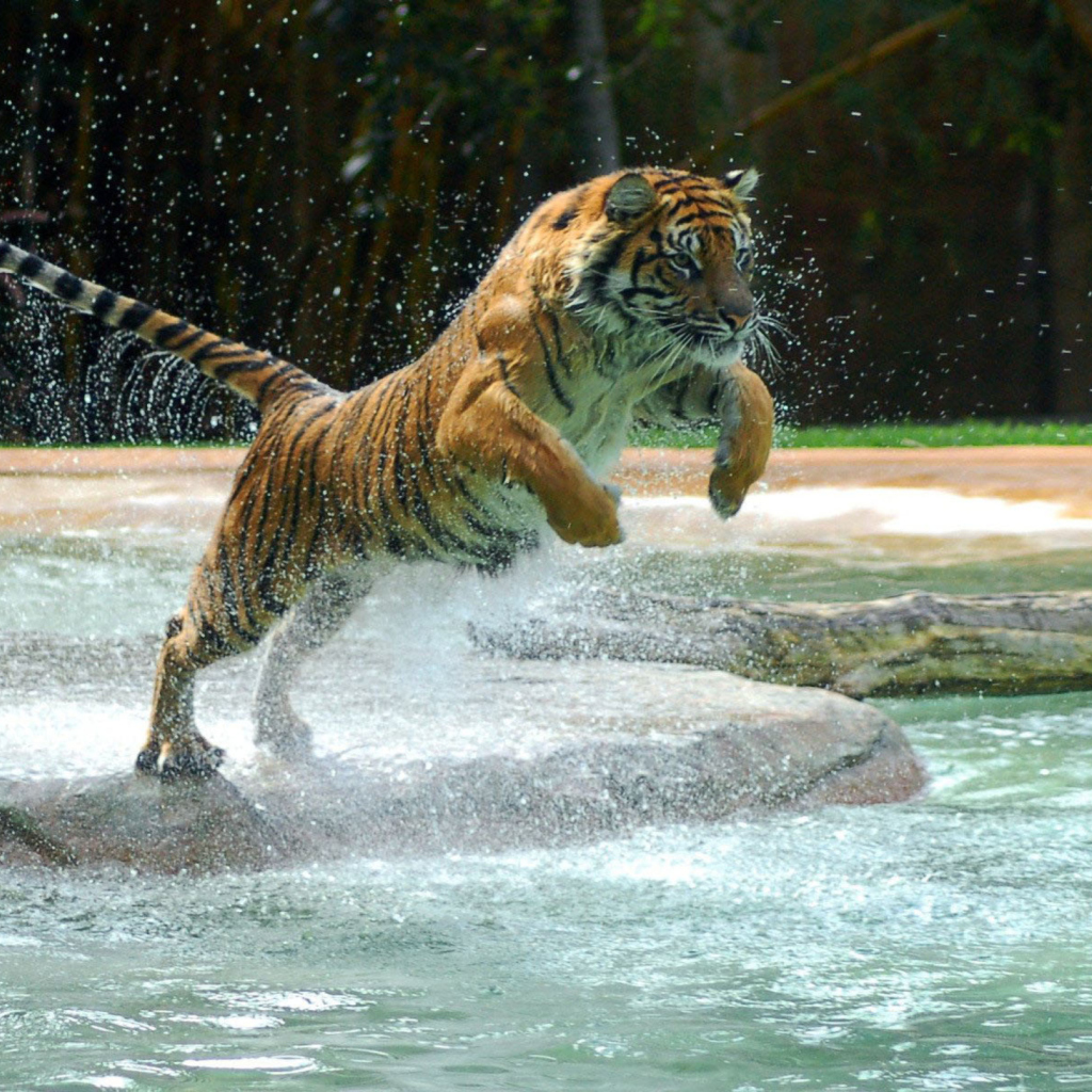 Fondo de pantalla Powerful Animal Tiger 1024x1024