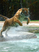 Powerful Animal Tiger wallpaper 132x176