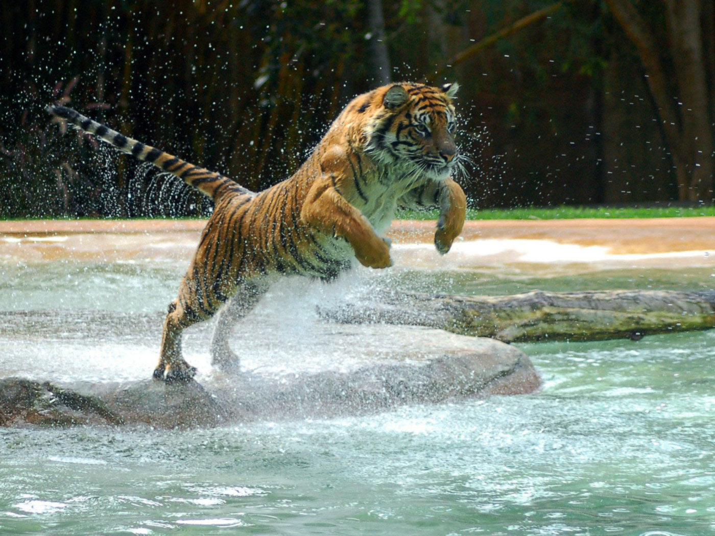 Screenshot №1 pro téma Powerful Animal Tiger 1400x1050