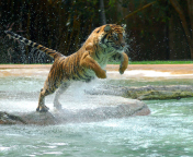 Das Powerful Animal Tiger Wallpaper 176x144
