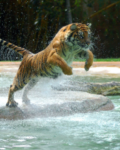 Fondo de pantalla Powerful Animal Tiger 176x220